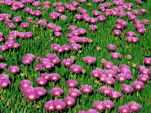 Цветы на рабочий стол