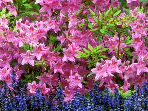 Цветы на рабочий стол