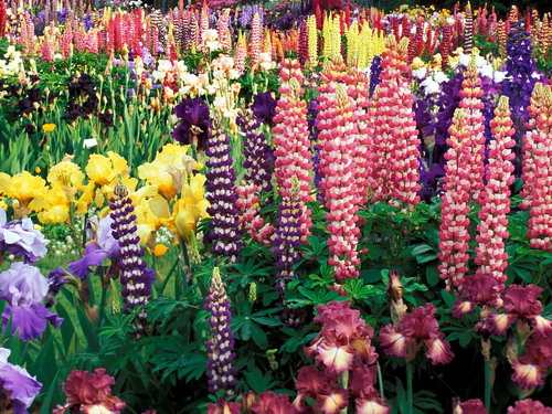 Цветы на рабочий стол