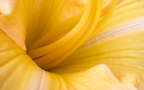 Цветы на ваши широкие экраны