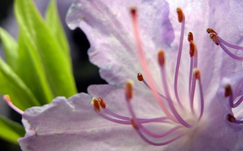 фотография белой лилии