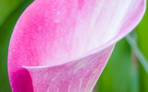 розовая калла