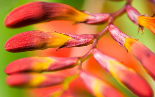 экзотические бутоны цветов