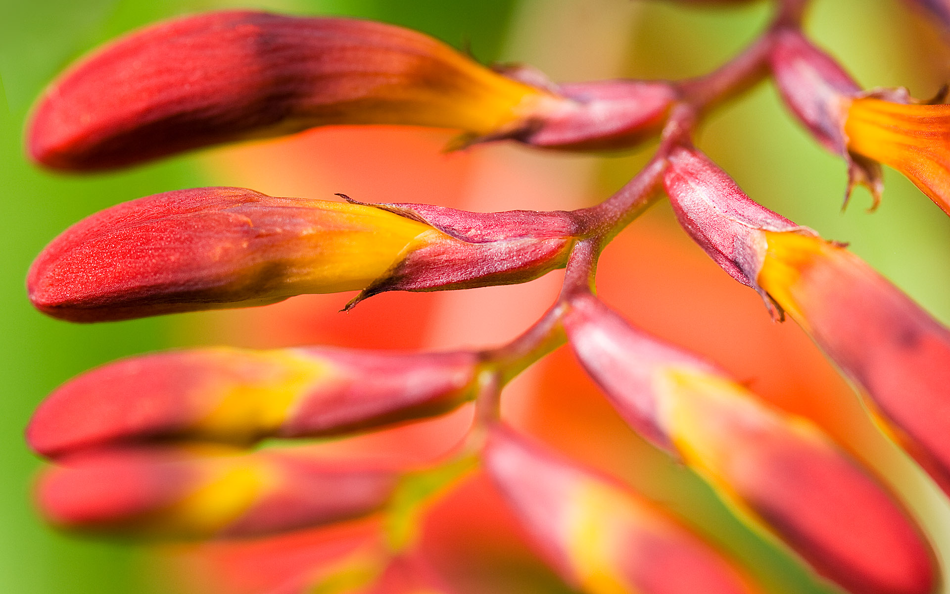 Цветы на ваши широкие экраны