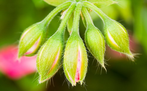 нераспустившееся кустовая роза