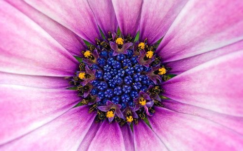 букет цветов в розовом цветке