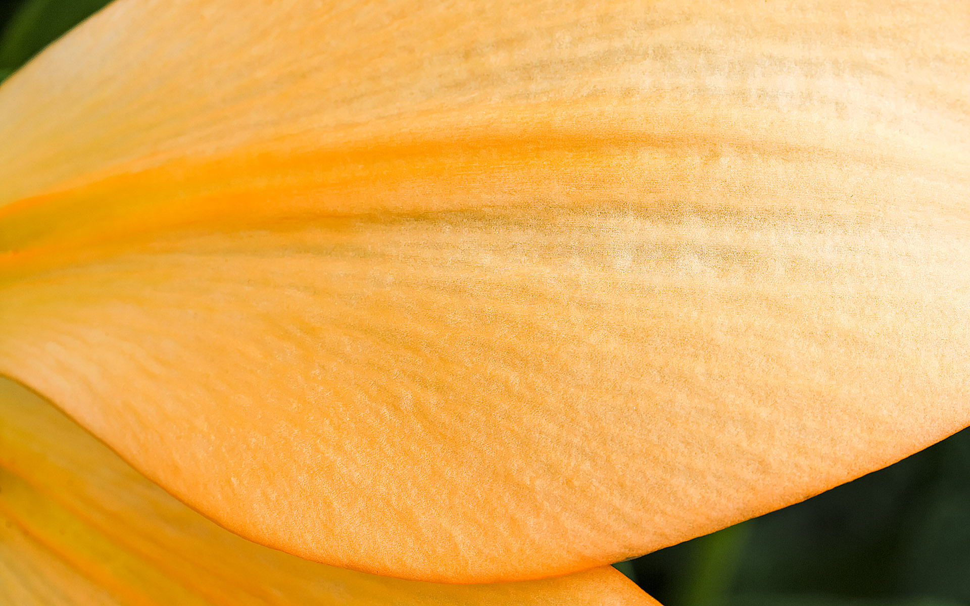 Цветы на ваши широкие экраны