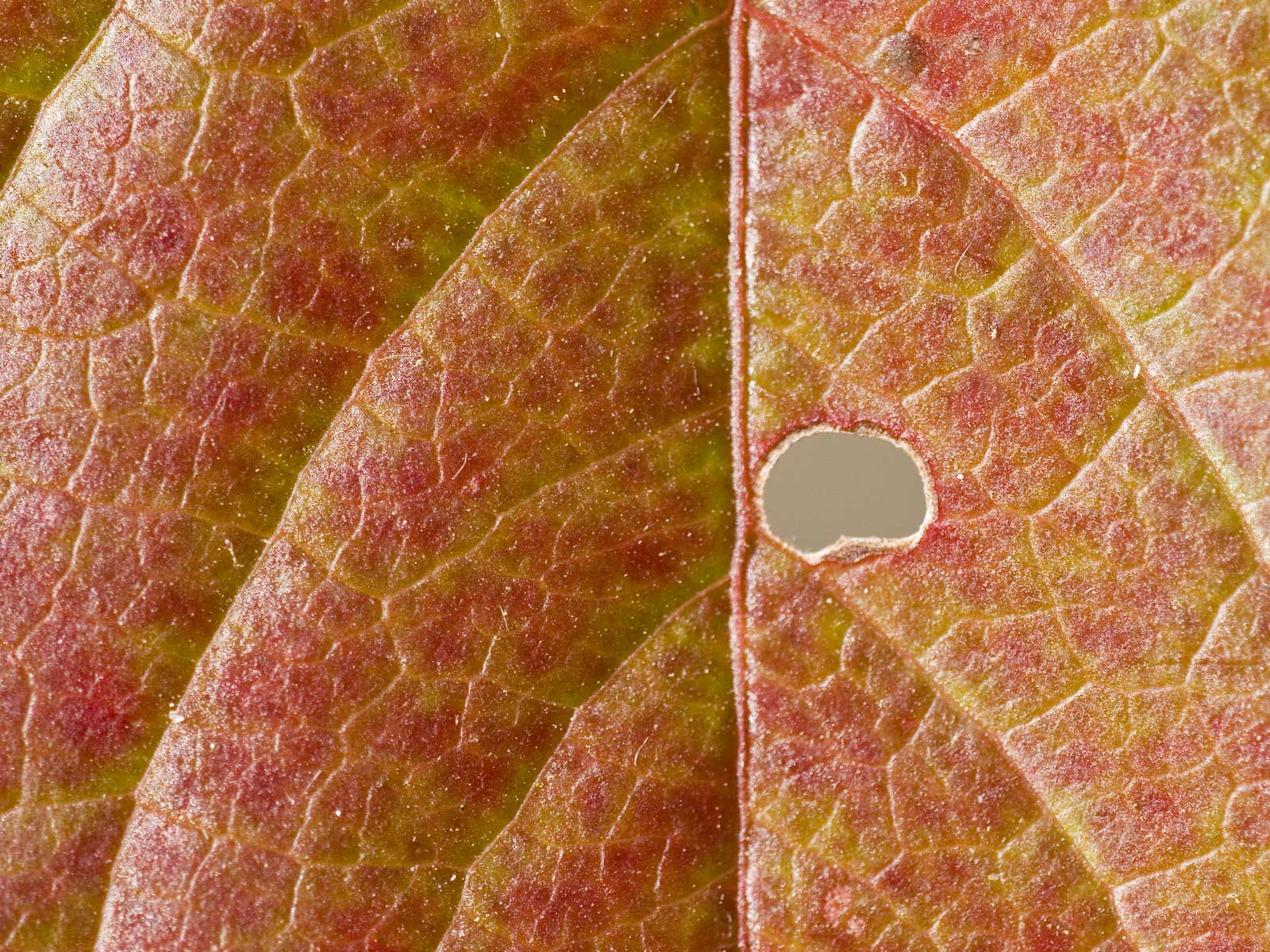 Лесное макро на рабочий стол