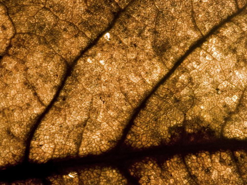 Лесное макро на рабочий стол