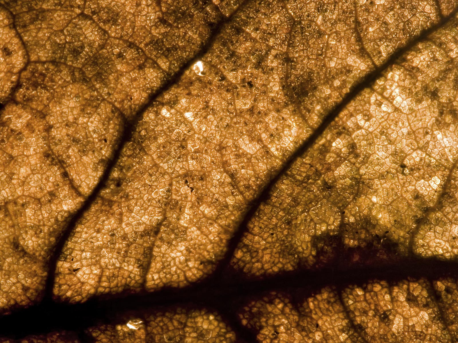 Лесное макро на рабочий стол