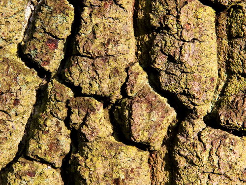 Лесное макро на рабочий стол