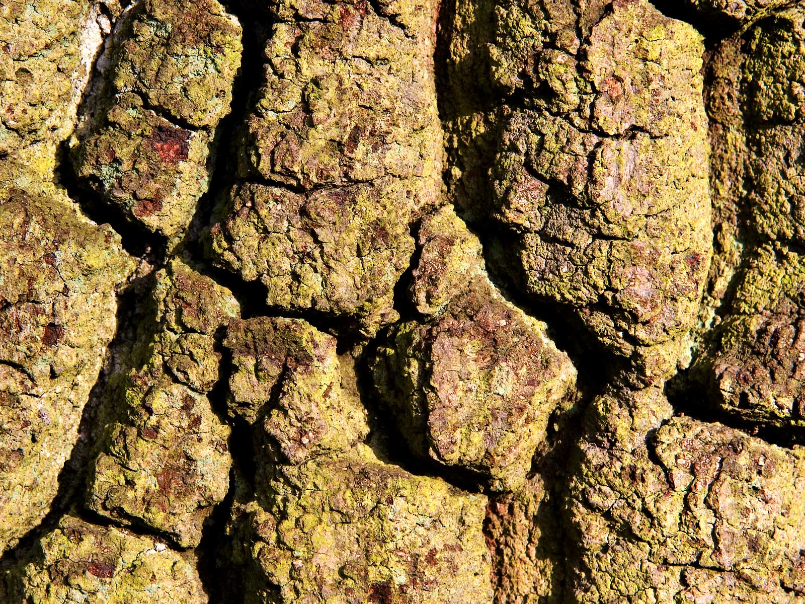 Лесное макро на рабочий стол