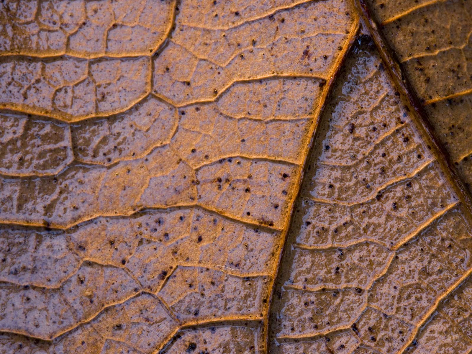 Лесное макро на рабочий стол