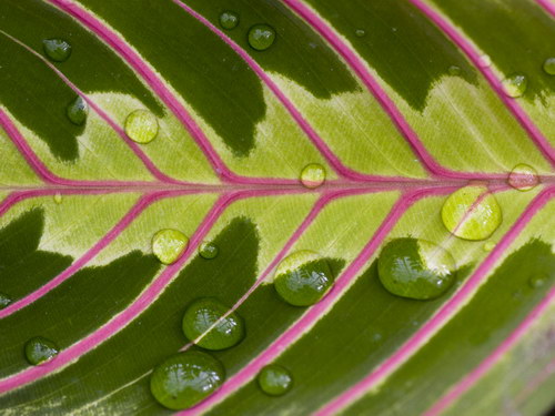 Лесное макро на рабочий стол