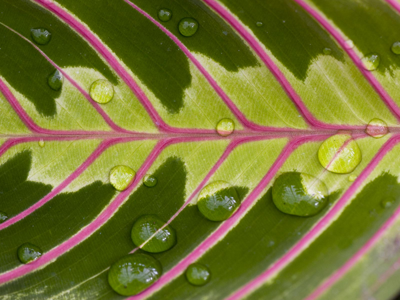 Лесное макро на рабочий стол