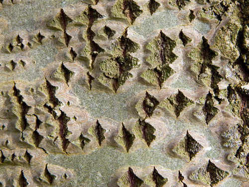 Лесное макро на рабочий стол