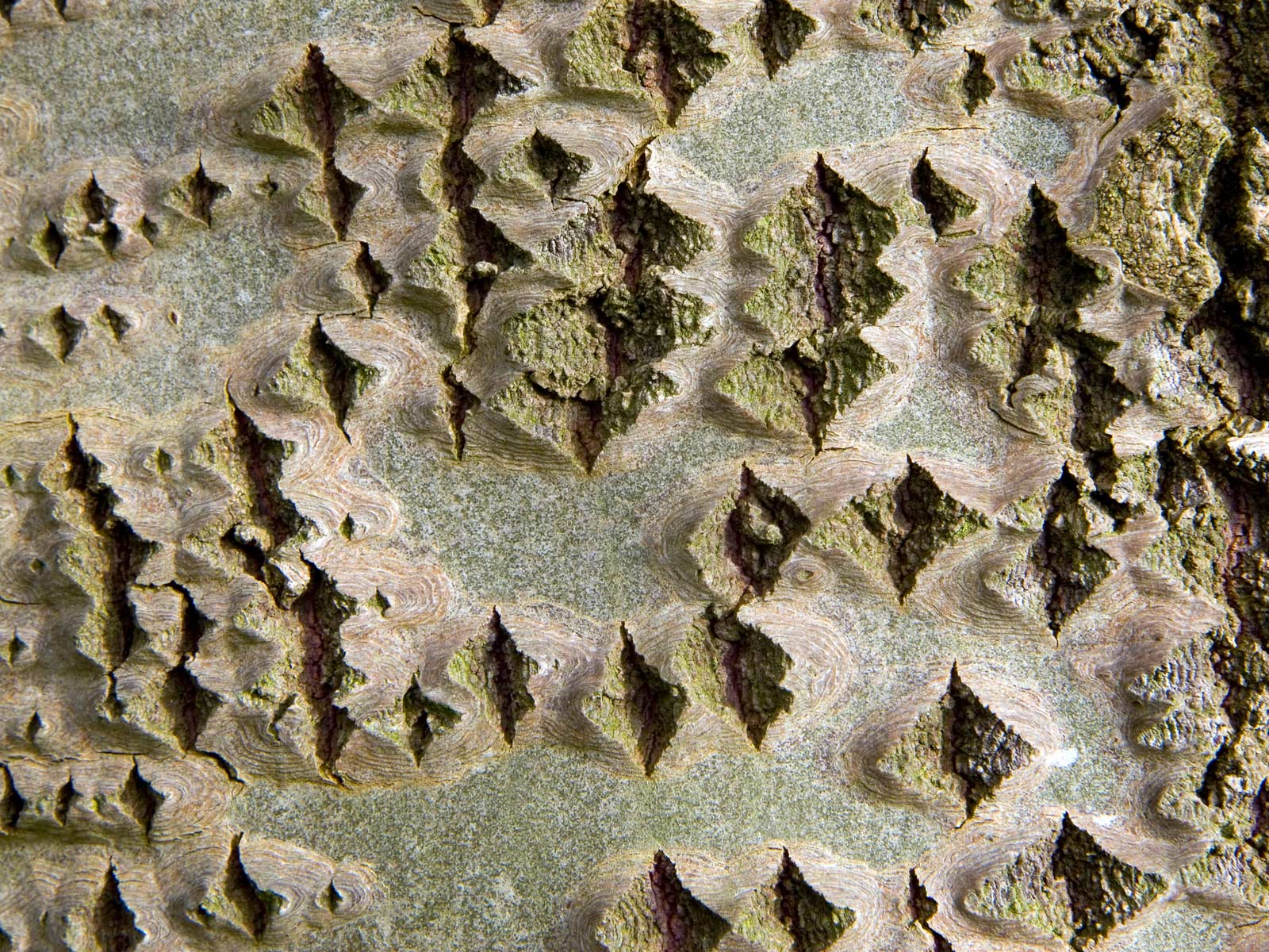 Лесное макро на рабочий стол