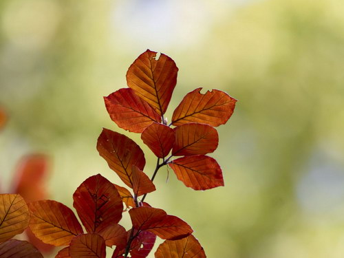 Лесное макро на рабочий стол
