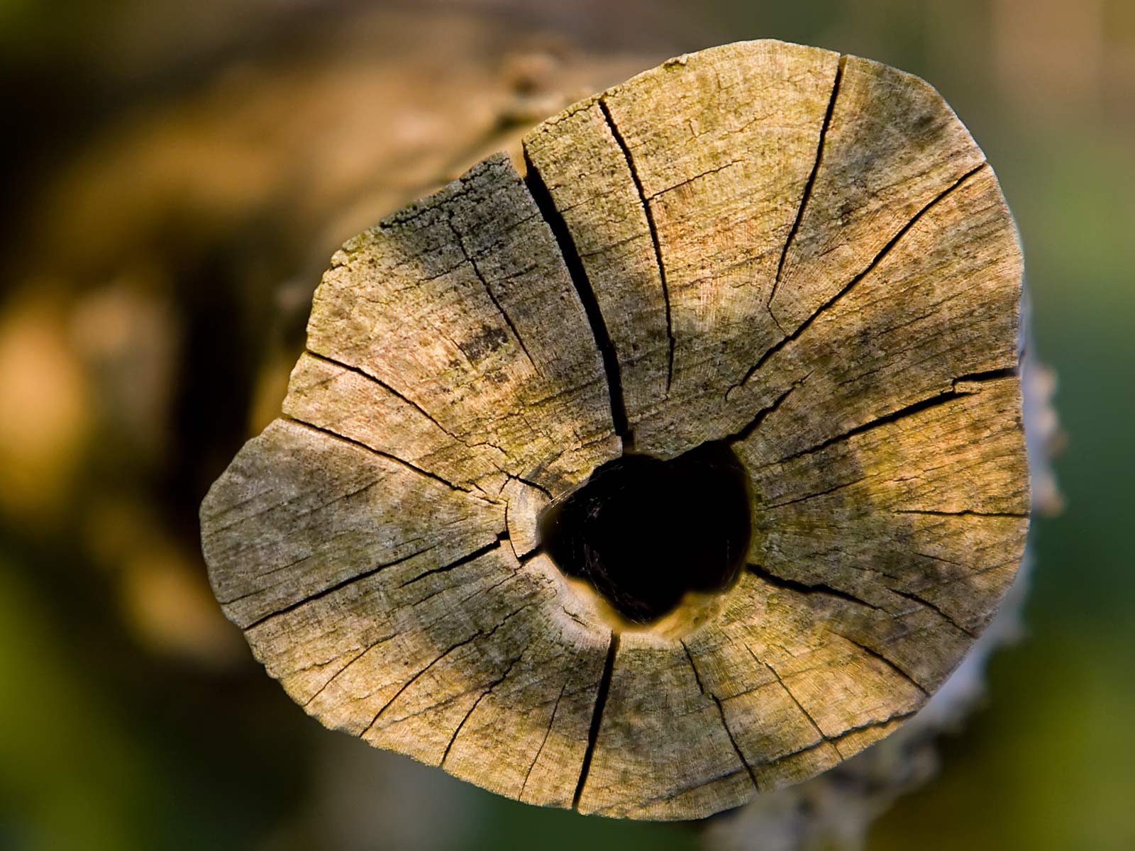 Лесное макро на рабочий стол