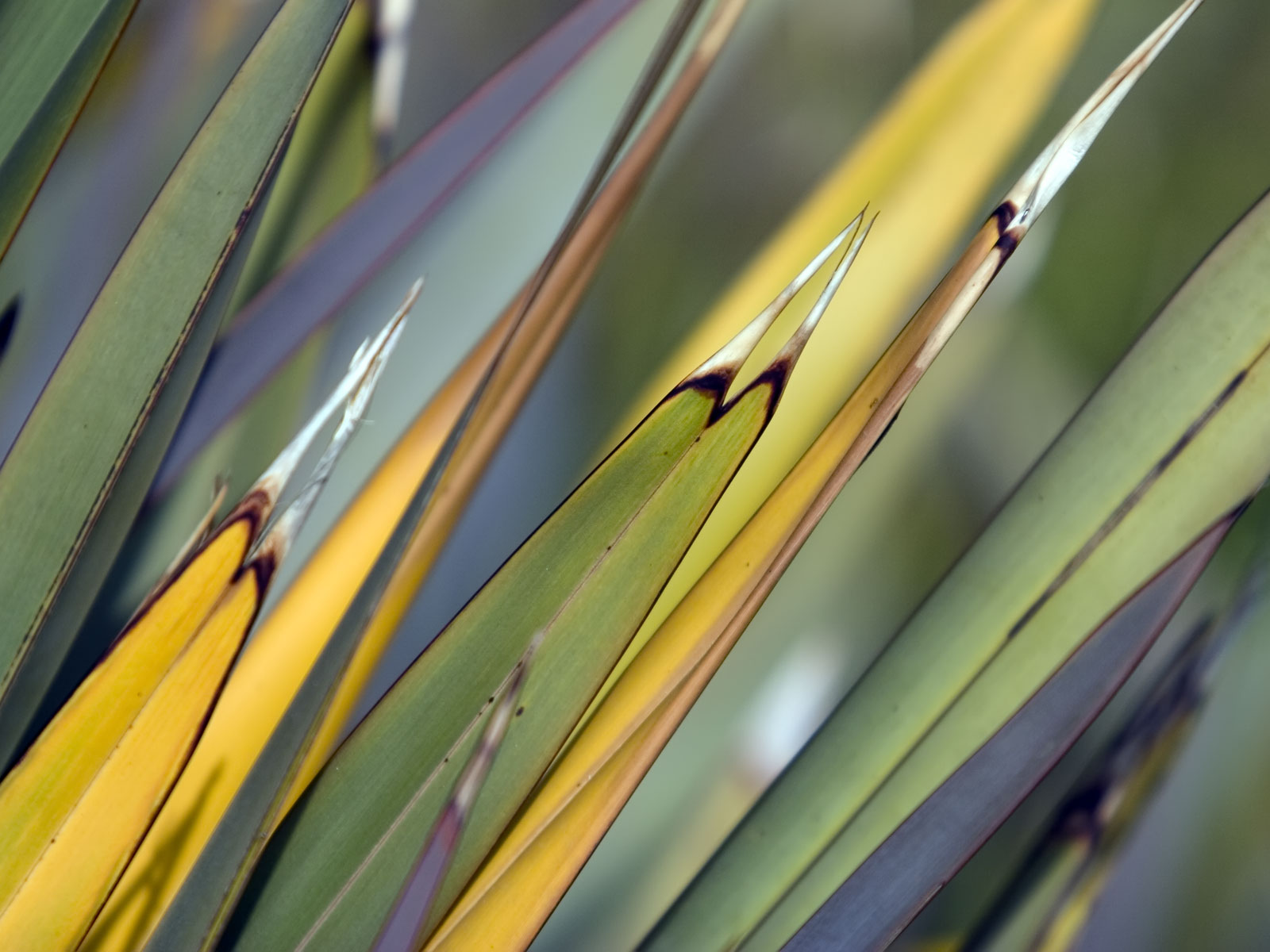 Лесное макро на рабочий стол