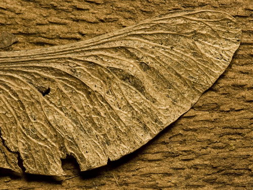 Лесное макро на рабочий стол