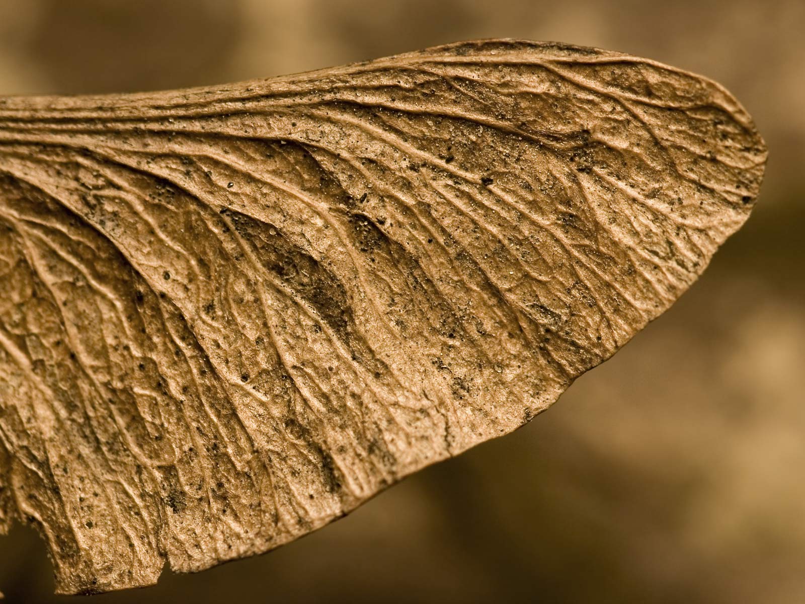 Лесное макро на рабочий стол