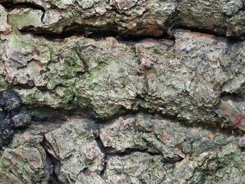 Лесное макро на рабочий стол