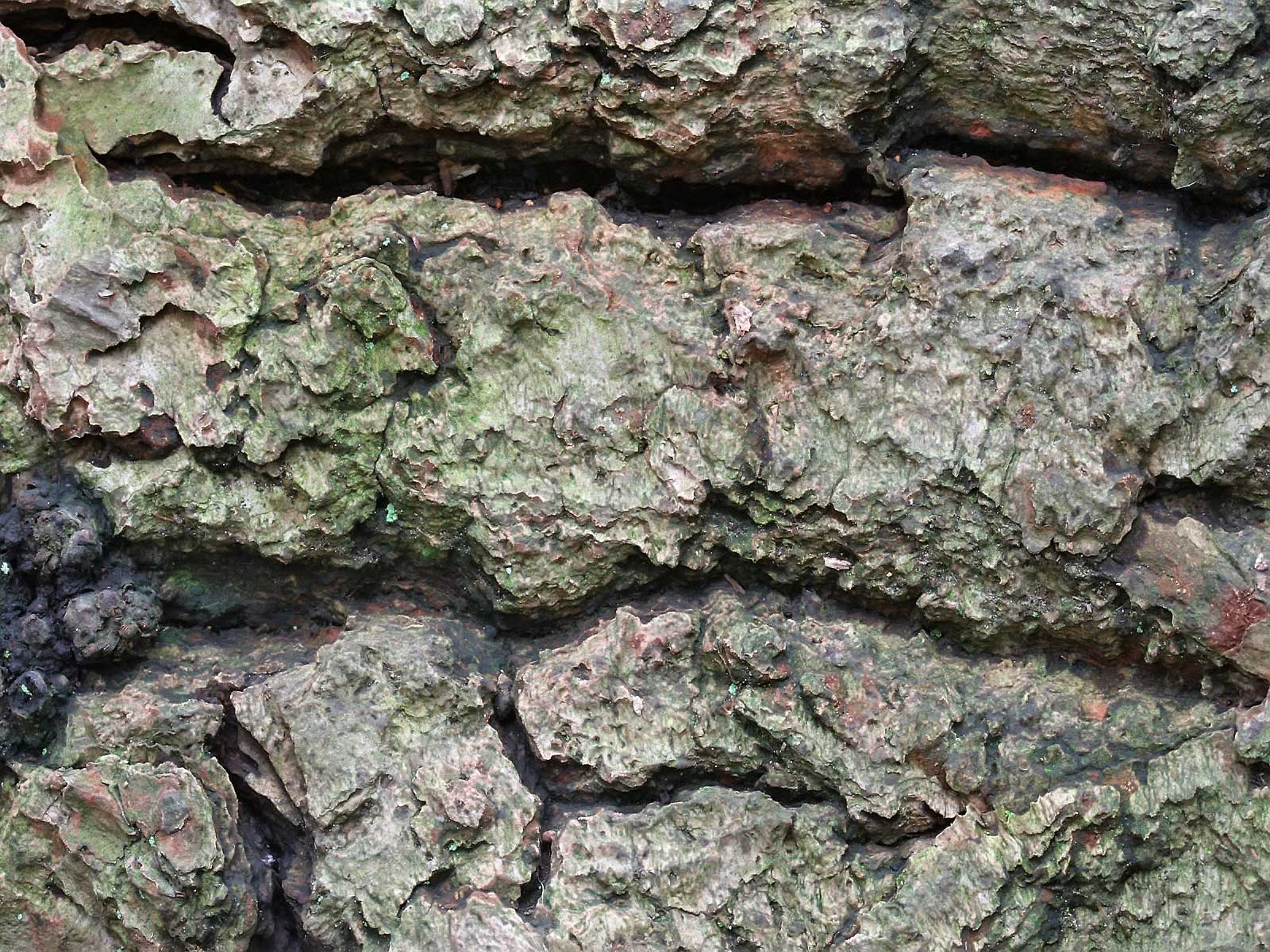 Лесное макро на рабочий стол