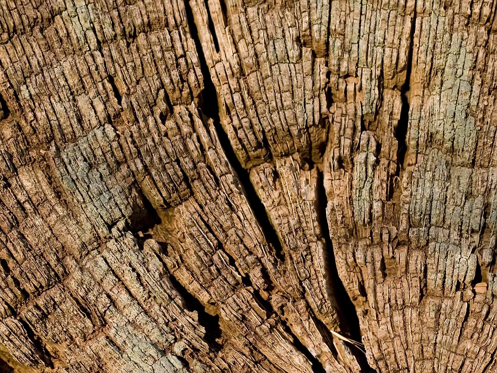 Лесное макро на рабочий стол