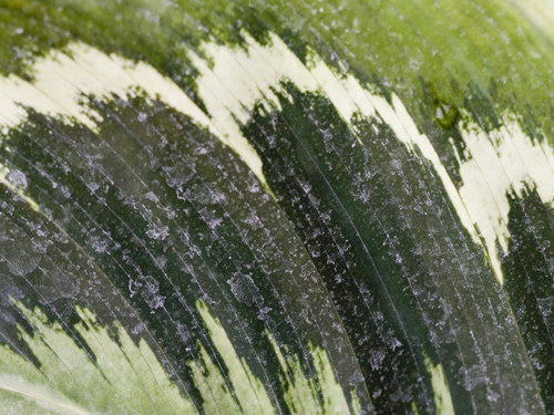 Лесное макро на рабочий стол