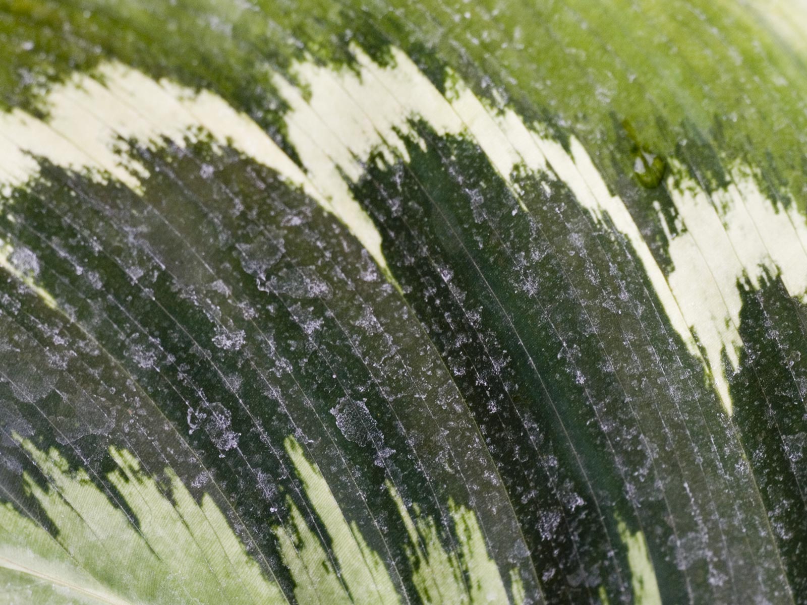 Лесное макро на рабочий стол