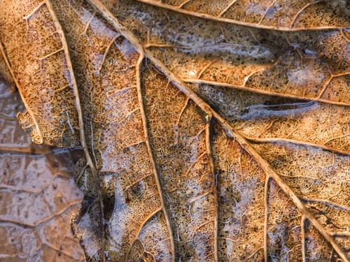 Лесное макро на рабочий стол