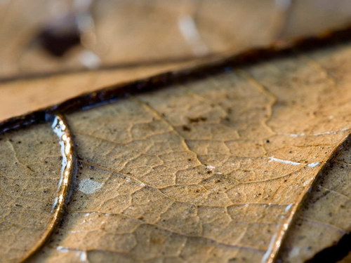 Лесное макро на рабочий стол