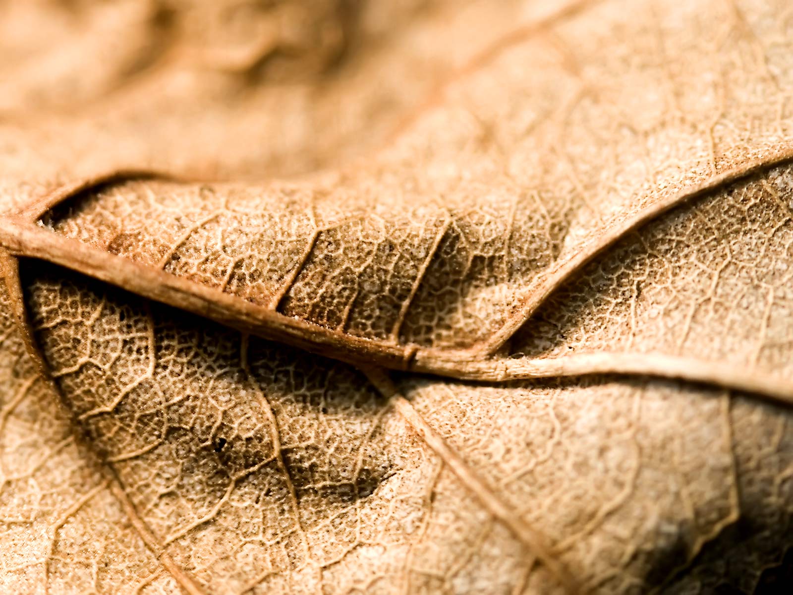 Лесное макро на рабочий стол