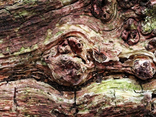 Лесное макро на рабочий стол