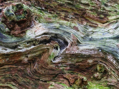 Лесное макро на рабочий стол