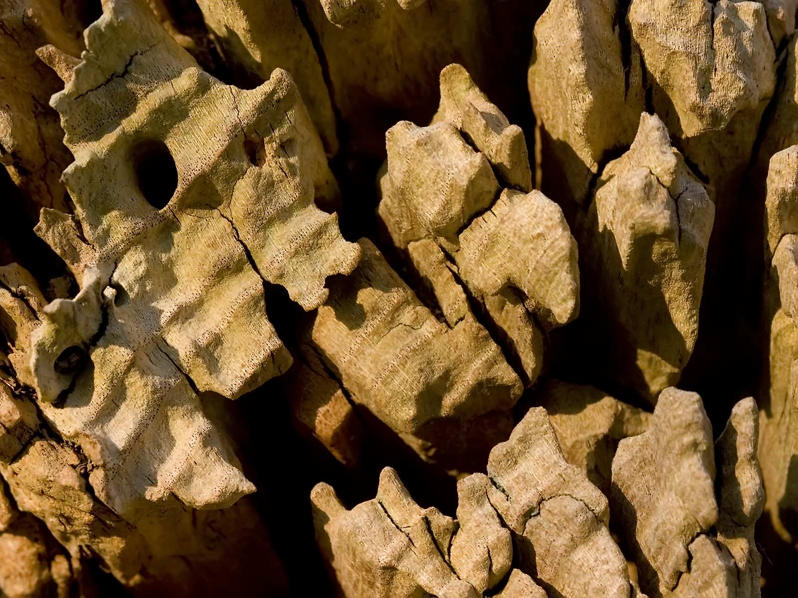 Лесное макро на рабочий стол