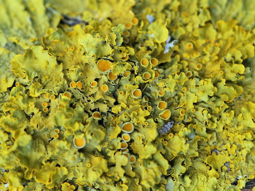 Лесное макро на рабочий стол