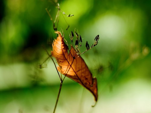 Лесное макро на рабочий стол