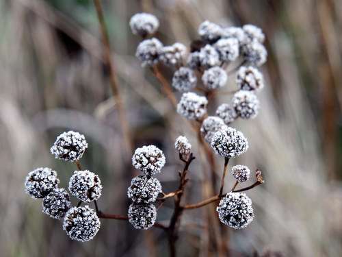 Лесное макро на рабочий стол