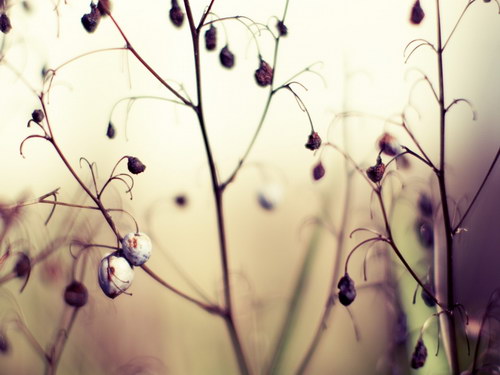 Лесное макро на рабочий стол