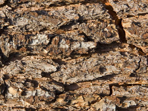 Лесное макро на рабочий стол