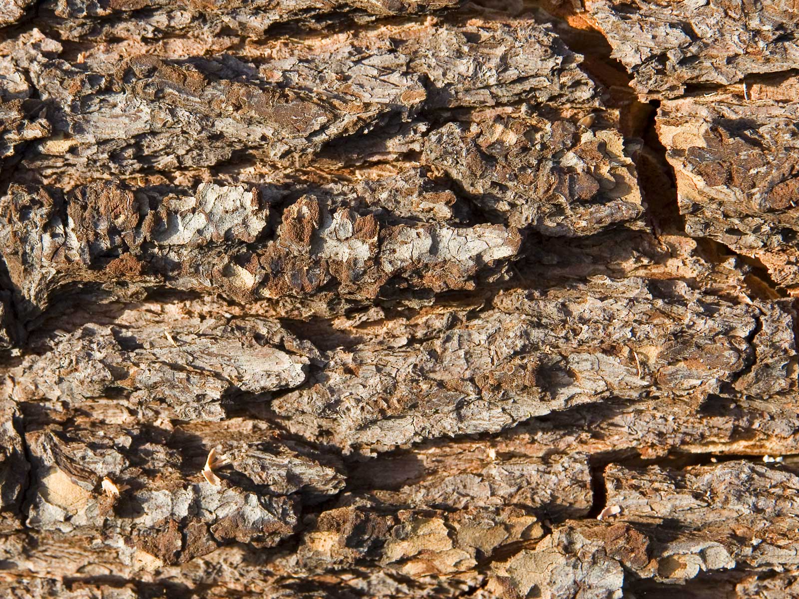 Лесное макро на рабочий стол