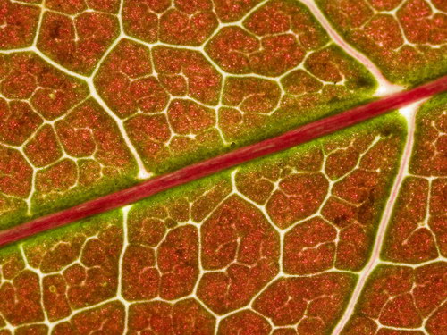 Лесное макро на рабочий стол