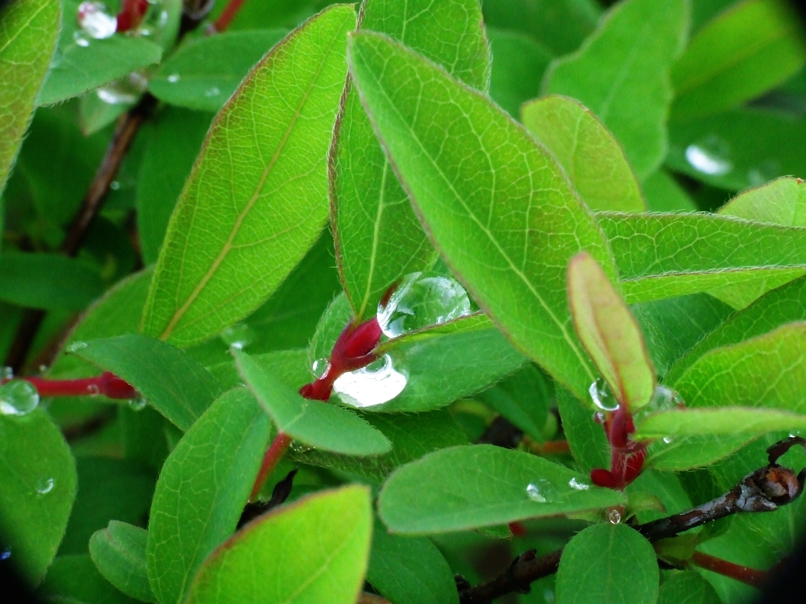 Лесное макро на рабочий стол