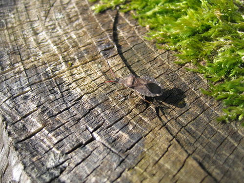 Лесное макро на рабочий стол