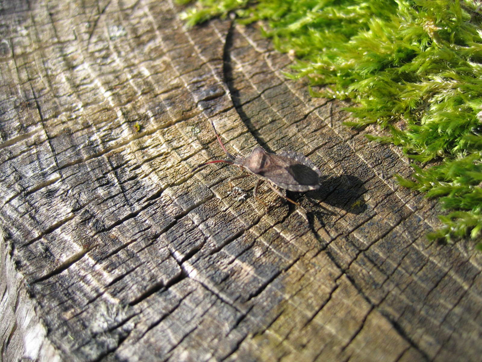 Лесное макро на рабочий стол