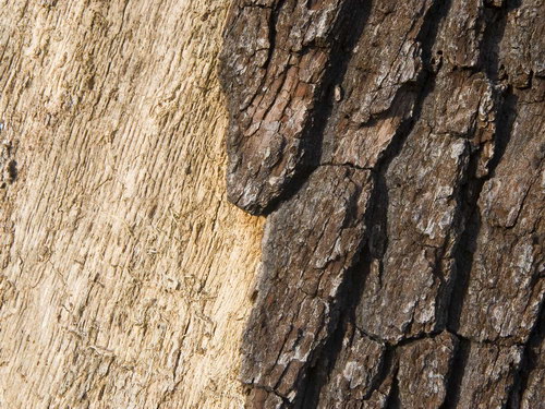 Лесное макро на рабочий стол