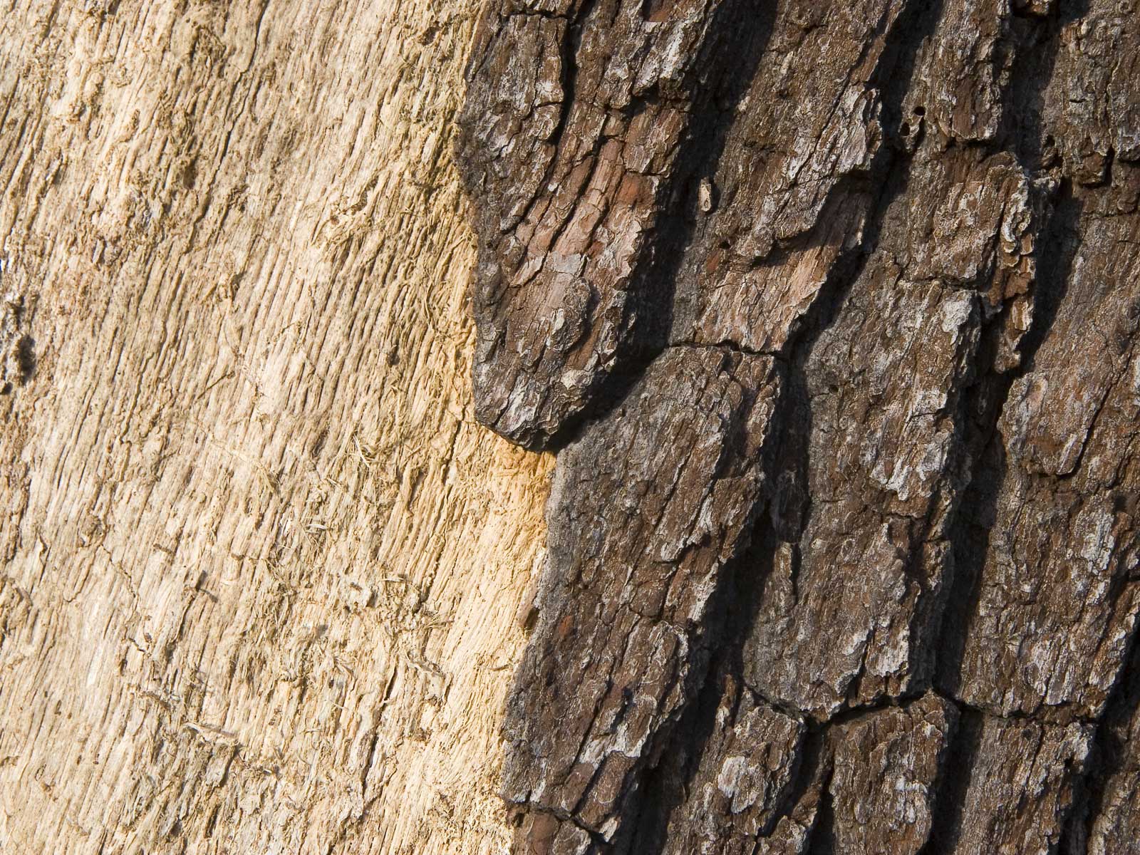 Лесное макро на рабочий стол