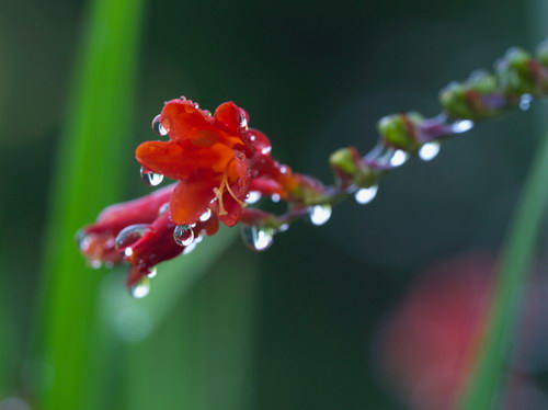 Лесное макро на рабочий стол